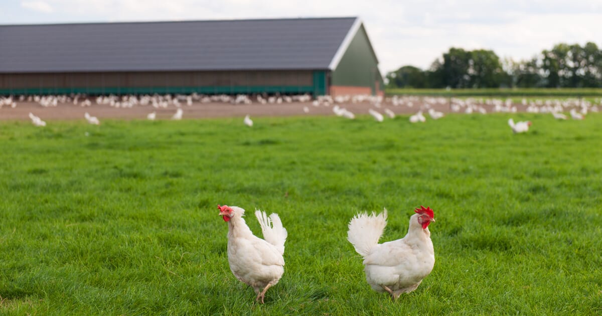 Huella de carbono en Avicultura; Elegir aves en comparación a emisiones de otras especies.